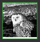 Сова в рамке